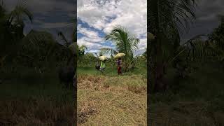 sack of rice on the farmers shoulder farming carry ricefarming [upl. by Yaral284]