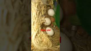 1 day old green Fisher love birds [upl. by Anohr]