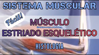 MÚSCULO ESTRIADO ESQUELÉTICO  HISTOLOGIA  Sistema Muscular [upl. by Ateuqram]