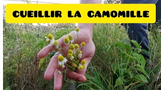 cueillir la camomille [upl. by Gader]