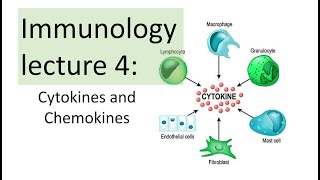 Immunology Lecture 4  Cytokines and Chemokines  Toll like receptor signaling NFkB [upl. by Ynavoj410]