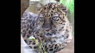 Endangered Amur Leopard [upl. by Antonius332]