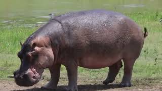 Hippo Farts Will Always Be Funny 😂  Kruger Park Sightings [upl. by Ynnal402]