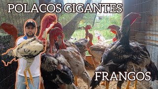 POLACOS GIGANTES  FRANGOS [upl. by Konstance]