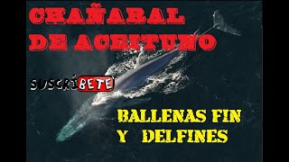 CHAÑARAL DE ACEITUNO  avistamiento de BALLENAS Y DELFINES [upl. by Nyrmac]