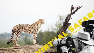 Virtual Safari Ultimate Game Drive Highlights 94 Londolozi TV [upl. by Wadsworth]