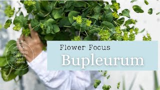 33 Flower Focus Bupleurum  Filler Foliage  Cut Flowers  Heirloom Leaves and Seeds  gardening [upl. by Gavra189]