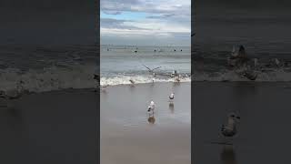 Small clean waves voor de surfers en meeuwen beach strand surfen beachlife waves [upl. by Lleynad365]