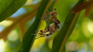 Orb Weaver Moulting [upl. by Arinayed548]