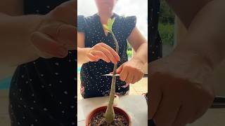 desert rose grafting  Easiest Grafting Method On Adenium grafting shorts youtubeshorts adenium [upl. by Kwei]