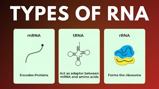 Types of RNA mRNA tRNA rRNA in Tamil [upl. by Devon]