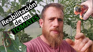 Cómo RECUPERAR TOMATERAS en el INVERNADERO🍅🍅 EP5624 Birika Permakultura [upl. by Torrin]