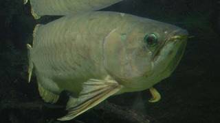 Giant Asian arowana  Asiatischer Gabelbart  Aquazoo 148 [upl. by Zuzana]