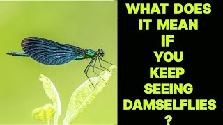 WHAT DOES IT MEAN IF YOU KEEP SEEING DAMSELFLIES [upl. by Chipman976]