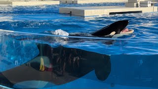 【神戸須磨シーワールド】オルカパフォーマンス オルカスタディアム ノーカット 2024818 1700（4K HDR 60fps）KOBE SUMA SEA WORLD ORCA STADIUM [upl. by Sallyann195]