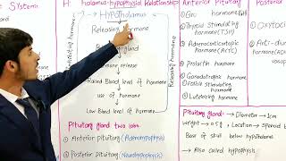 Endocrine system  endocrine gland and exocrine gland  function  location  hormone  glands [upl. by Llerryt]