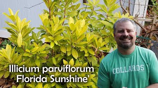 Illicium parviflorum Florida Sunshine [upl. by Nasus]