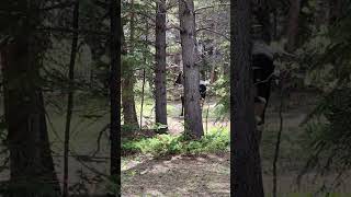 putting the sneaks on the Bull Moose bullmoose moose wildlifephotography colorado moosehunting [upl. by Pickett]