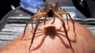 Wolf Spider with Spiderling Swarm walking up my arm [upl. by Alissa]