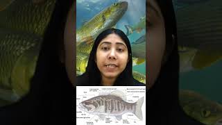 Osteichthyes  Characteristics amp Examples  Pisces Classification  Biology  Class11  Adhyayanta [upl. by Kreager]