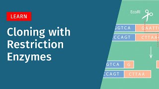 A Brief Look at Cloning with Restriction Enzymes [upl. by Uriiah547]