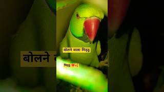 मिठ्ठू बोलने वाला ❤🥰 parrot funny cute parrottalking parrotlover mittutota funnyanimal [upl. by Fransisco253]