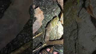 Frog Calls from INSIDE Snakes STOMACH [upl. by Aihsa301]