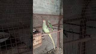 Raw parrots Green jictconar parrots  ImranShah pets vlogs [upl. by Birkner]