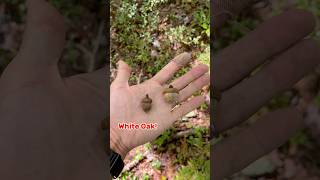 White Oak vs Red Oak  Easy Identification  Deer Food [upl. by Peirce]