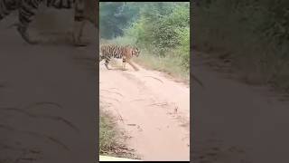 🐅Bandhavgarh National park tiger today morning 🐯tala zone 🐯trending viralshort wildlife tiger [upl. by Hultgren907]