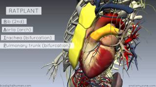 Sternal Angle  Angle of Louis  3D Anatomy Tutorial [upl. by Assirek]