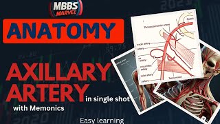 Axillary artery anatomy  Branches and Relations । MBBS Marvel। Mnemonics [upl. by Sregor]