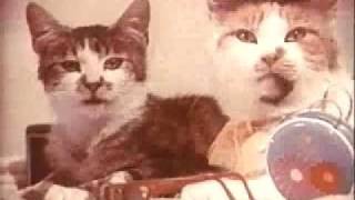 1970 Vintage Purina Cat Food Commercial [upl. by Nymrak804]