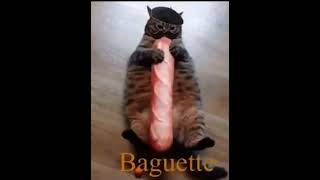 1 Hour French Kerosene Baguette Cat [upl. by Ilowell]