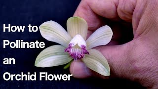 Orchid Flower Structure and How to Pollinate an Orchid Flower [upl. by Botzow]