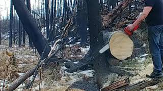 homelite sxl130 chainsaw at home in the woods [upl. by Ednutabab]