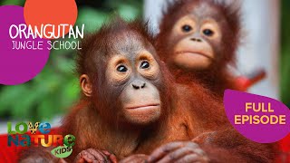 Back to School for Orangutans  Orangutan Jungle School 301 [upl. by Murvyn]