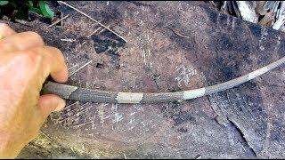 Iguana Drops Tailwriggles like a snake  Iguana Tail Falls Off INCREDIBLE [upl. by Ellah687]