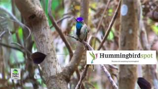 The Marvelous Spatuletail with Carole Turek [upl. by Imehon]