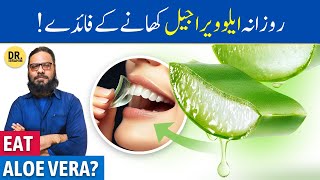 Hardin ALOE VERA GEL Khane Ke Fayde  Eating Aloe Vera Gel Everyday  Dr Ibrahim [upl. by Alpers]