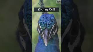 Mysterious Peacock Calls Revealing Their Hidden Language [upl. by Eatnoed]