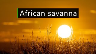 Sunset in the African bush  Nature and wildlife sounds [upl. by Tedra529]