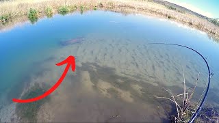 Insane Sight Fishing for Monster Sturgeon in a Shallow Creek [upl. by Heyer]