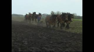 Exceptional a large field is plowed by 16 teams of 3 Belgian draft horses [upl. by Aley535]