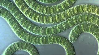 Цианобактериисинезеленые водоросли под микроскопом Cyanobacteria under microscope [upl. by Mcallister]