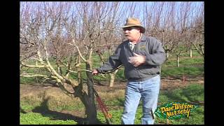 How To Graft A Fruit Tree [upl. by Lewiss]