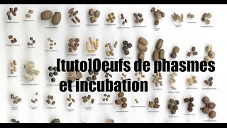 tutoOeufs de phasmes et incubation [upl. by Tamarra]