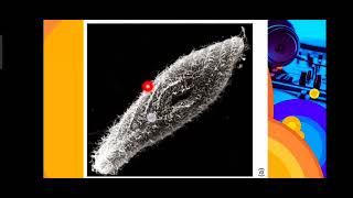 Kingdom Protista Phylum Microspora Myxozoa Ciliophora Maintenance Functions in Ciliates [upl. by Eyot508]