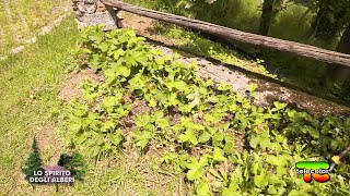 Lo spirito degli alberi caco lavanda fico [upl. by Jennine]