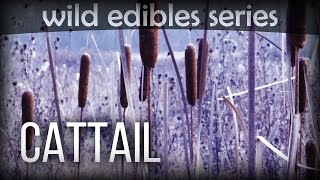 Cattail  Wild Edibles Series [upl. by Debbie]